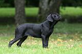 CANE CORSO 1214